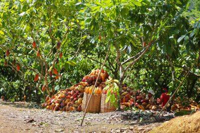 Arbre cacao