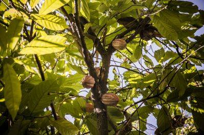 Arbre