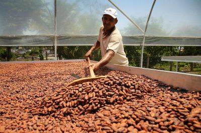 Cacao