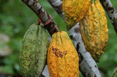 Fruit cacao